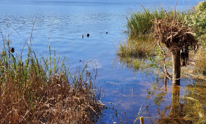 The anchored-branch toe isn’t visible in this photo because of a high tide, but it’s there protecting the shoreline from further erosion.